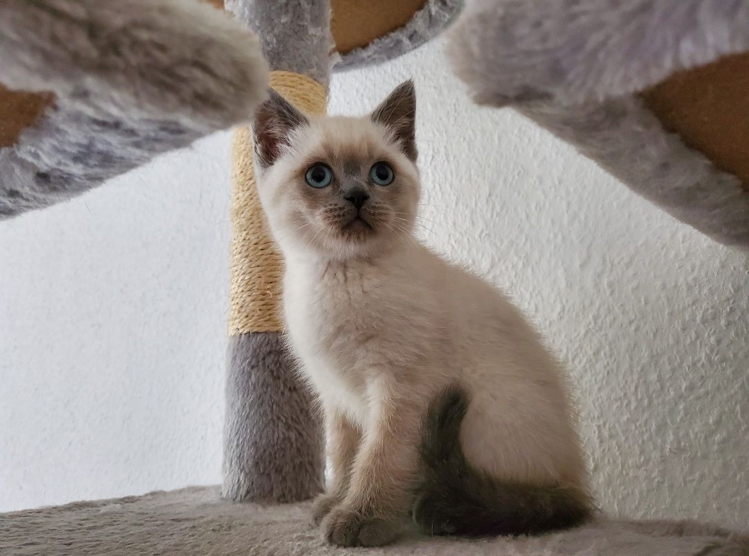 Reinrassige BKH blue point Kitten