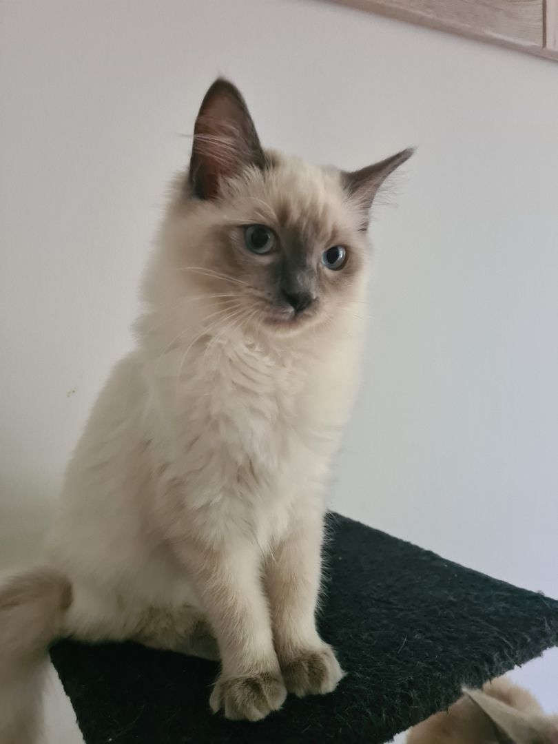 Ragdoll Kitten mit Stammbaum abholbereit!