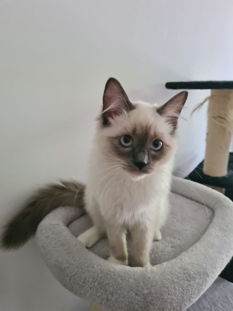 Ragdoll Kitten mit Stammbaum abholbereit!