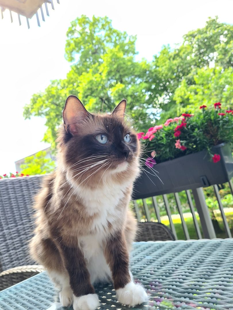 Ragdoll Kitten mit Stammbaum abholbereit!