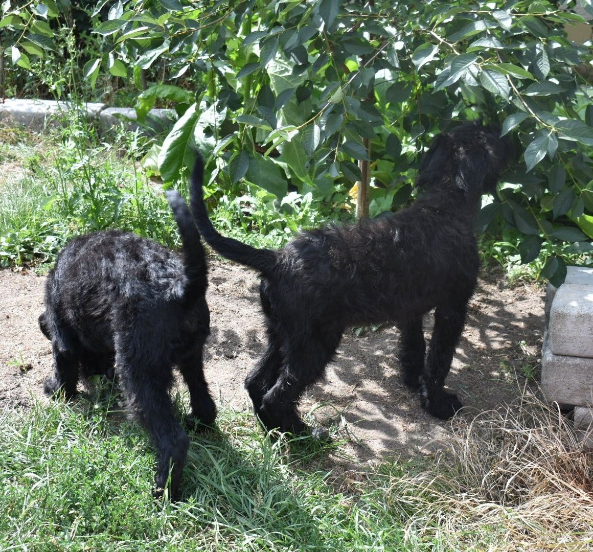 Riesenschnauzer Junghund Ruede