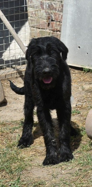 Riesenschnauzer Junghund Ruede