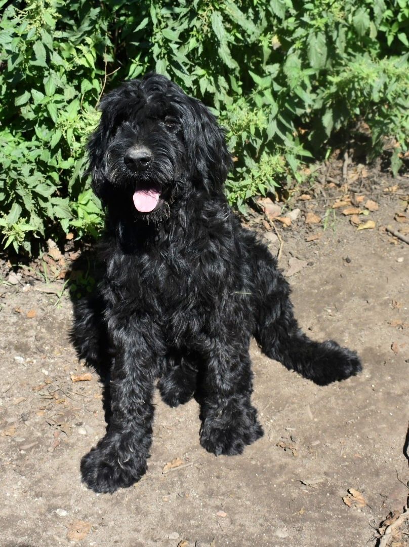 Riesenschnauzer Junghund Ruede