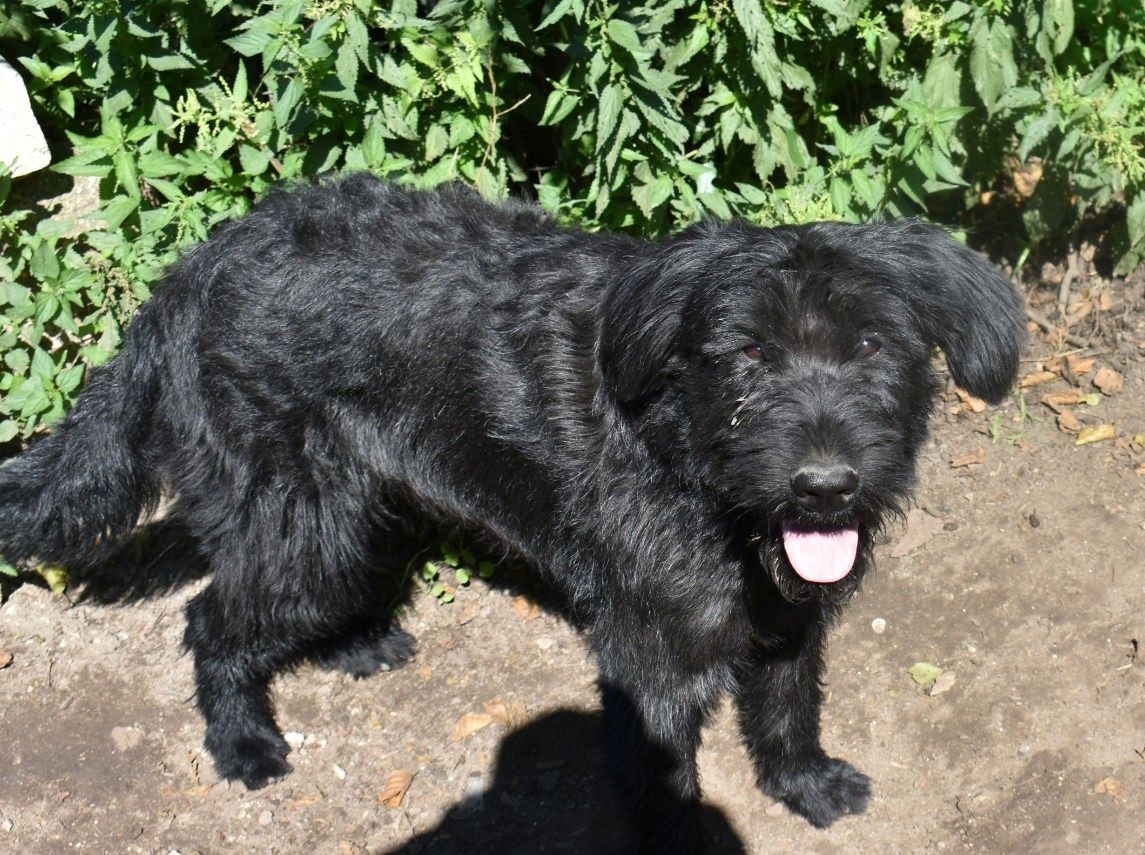 Riesenschnauzer Junghund Ruede