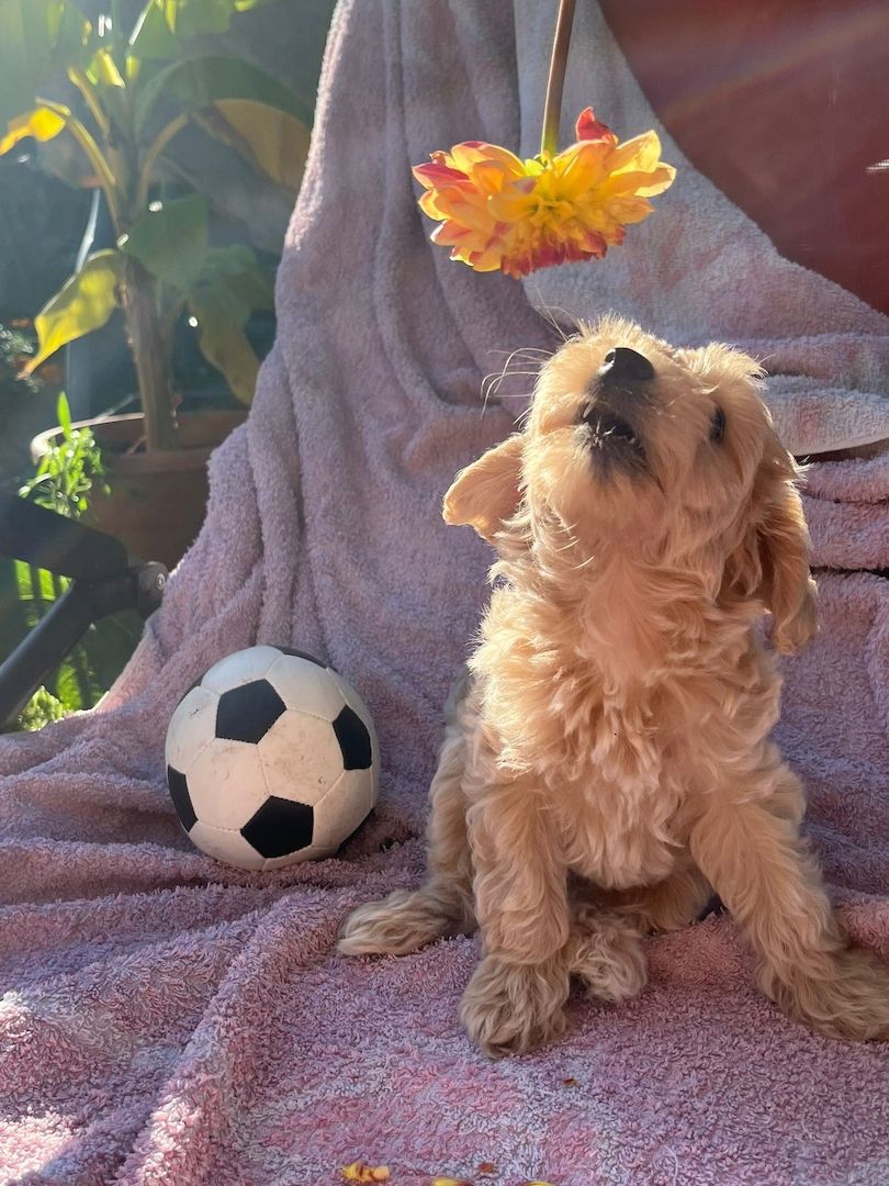 Powderpoos ,ähnlich wie Maltipoo oder Cockerpoo