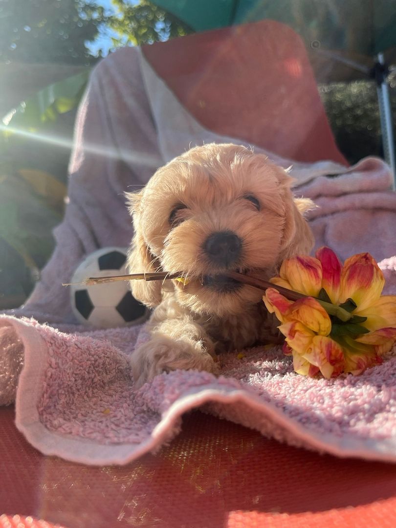 Powderpoos ,ähnlich wie Maltipoo oder Cockerpoo
