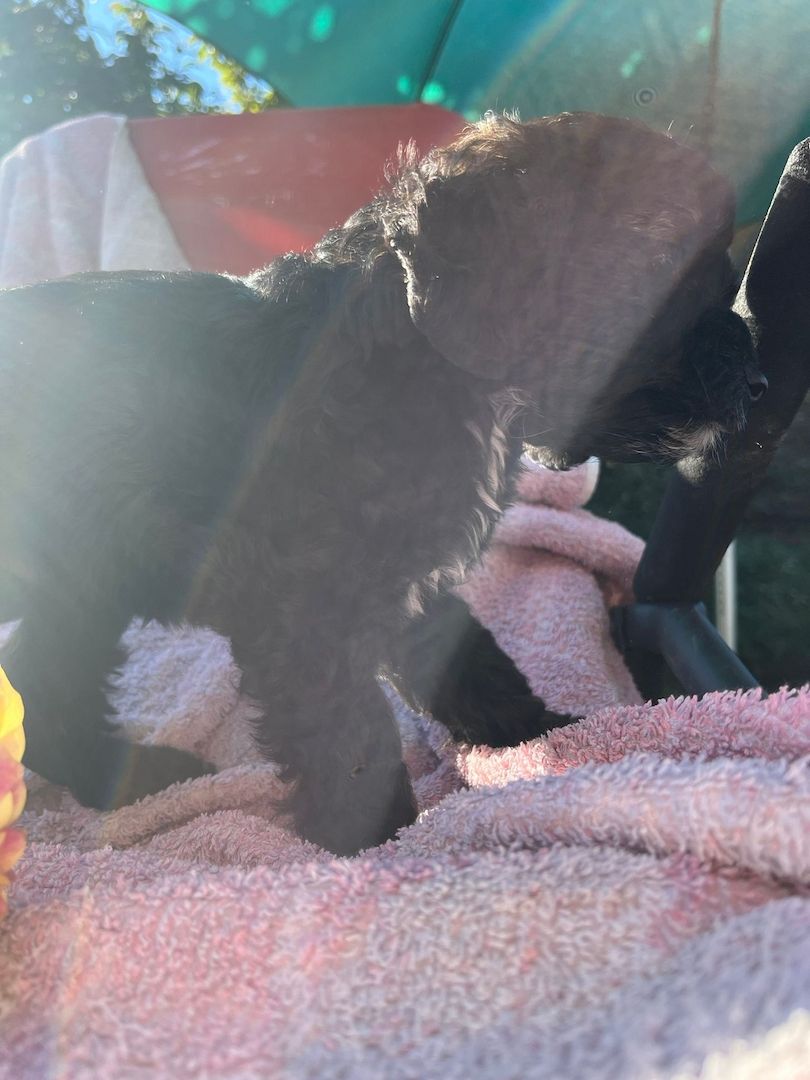 Powderpoos ,ähnlich wie Maltipoo oder Cockerpoo