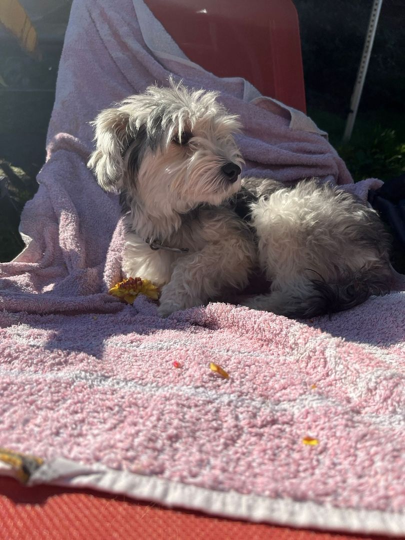 Powderpoos ,ähnlich wie Maltipoo oder Cockerpoo