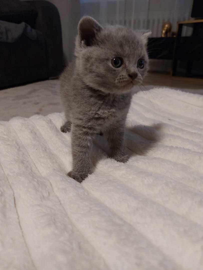 Süße BKH Kitten Reinrassig