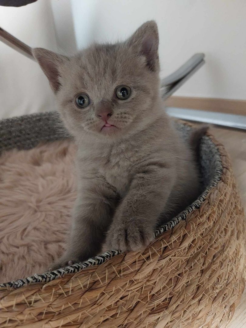 Süße BKH Kitten Reinrassig