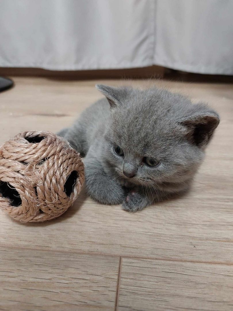 Süße BKH Kitten Reinrassig