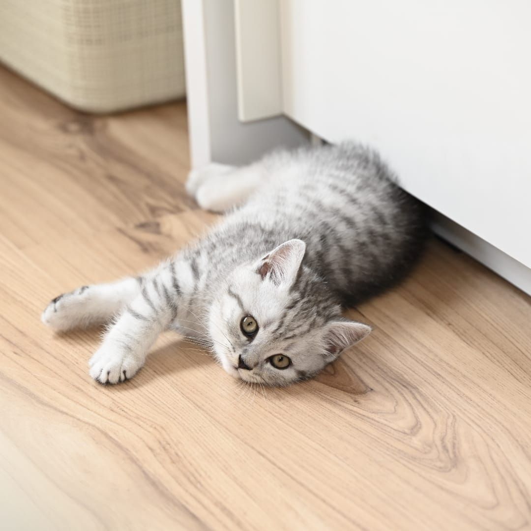 BKH Kitten ABGABEBEREIT