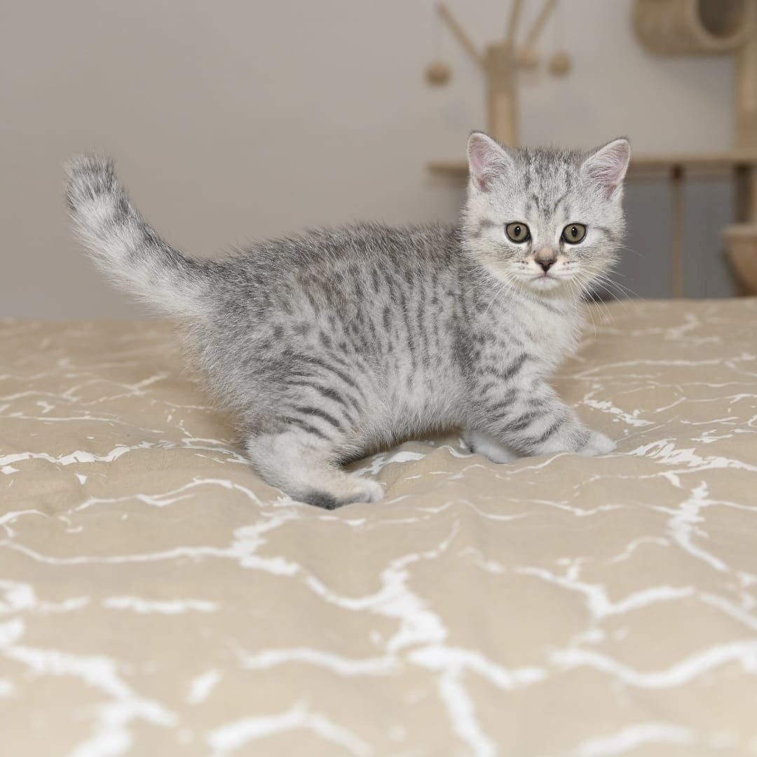 BKH Kitten ABGABEBEREIT