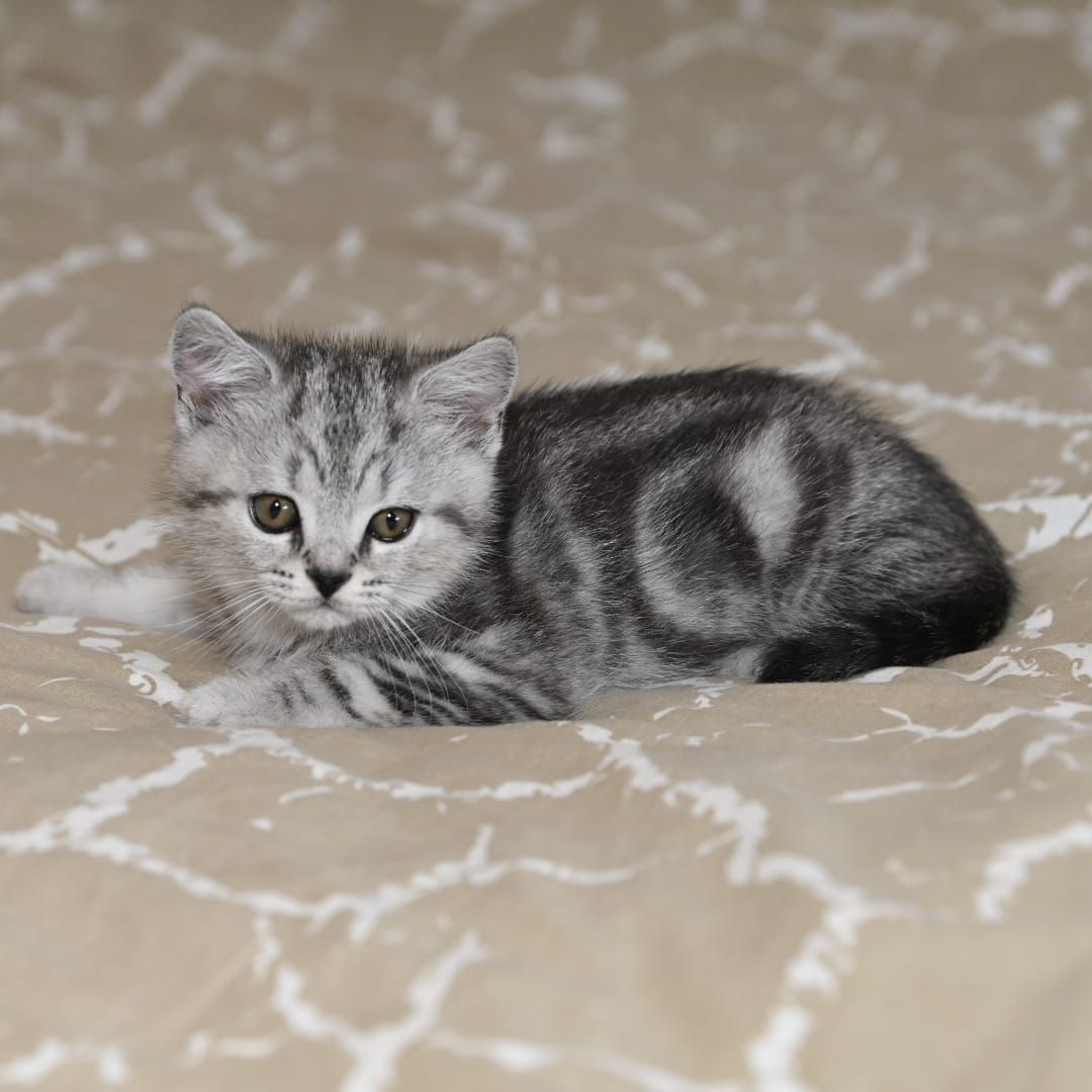 BKH Kitten ABGABEBEREIT