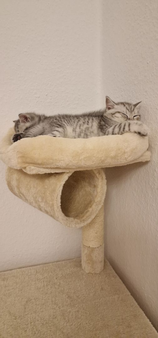 BKH Kitten ABGABEBEREIT