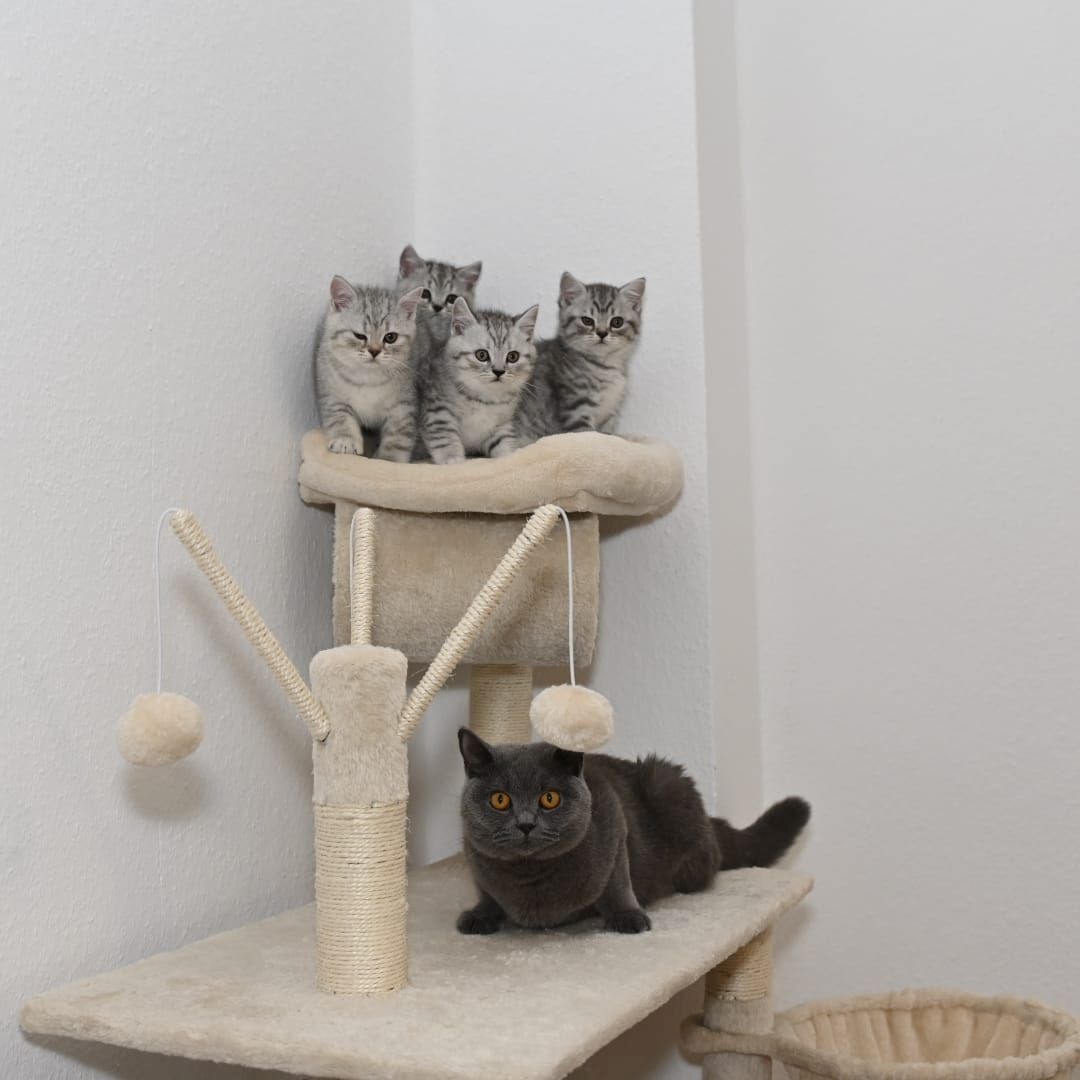 BKH Kitten ABGABEBEREIT