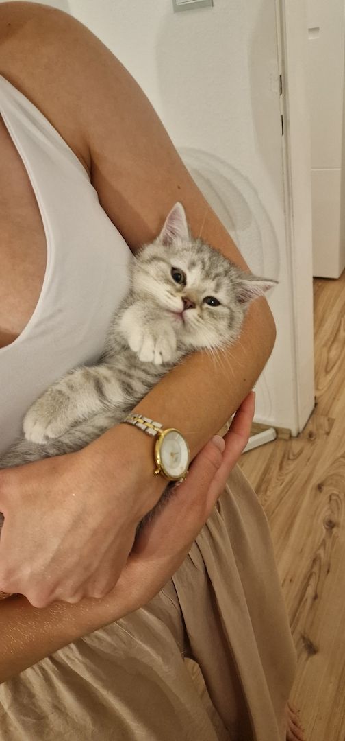 BKH Kitten ABGABEBEREIT