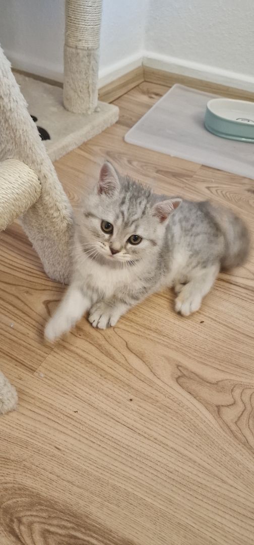 BKH Kitten ABGABEBEREIT