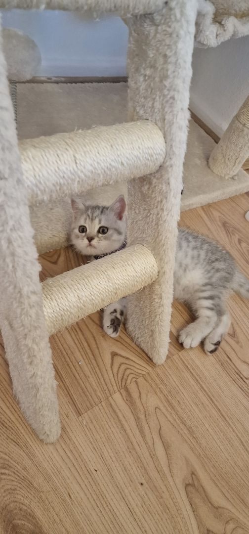 BKH Kitten ABGABEBEREIT