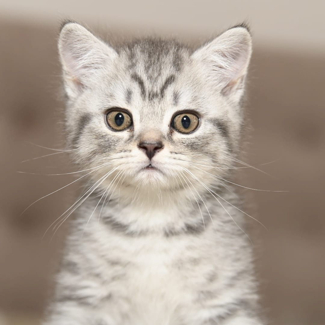 BKH Kitten ABGABEBEREIT