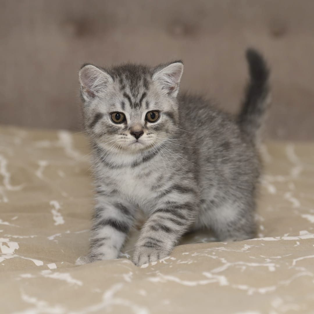 BKH Kitten ABGABEBEREIT