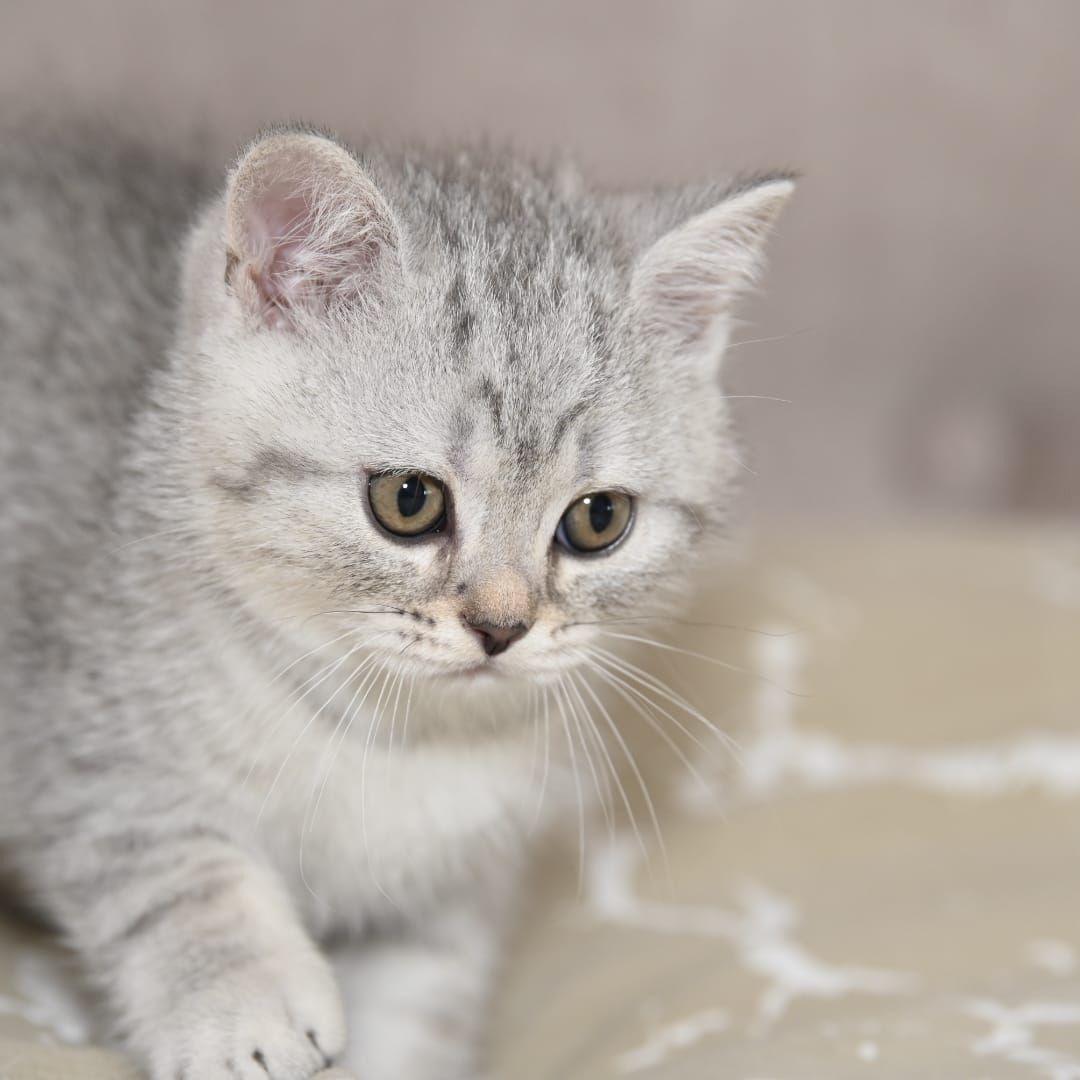 BKH Kitten ABGABEBEREIT