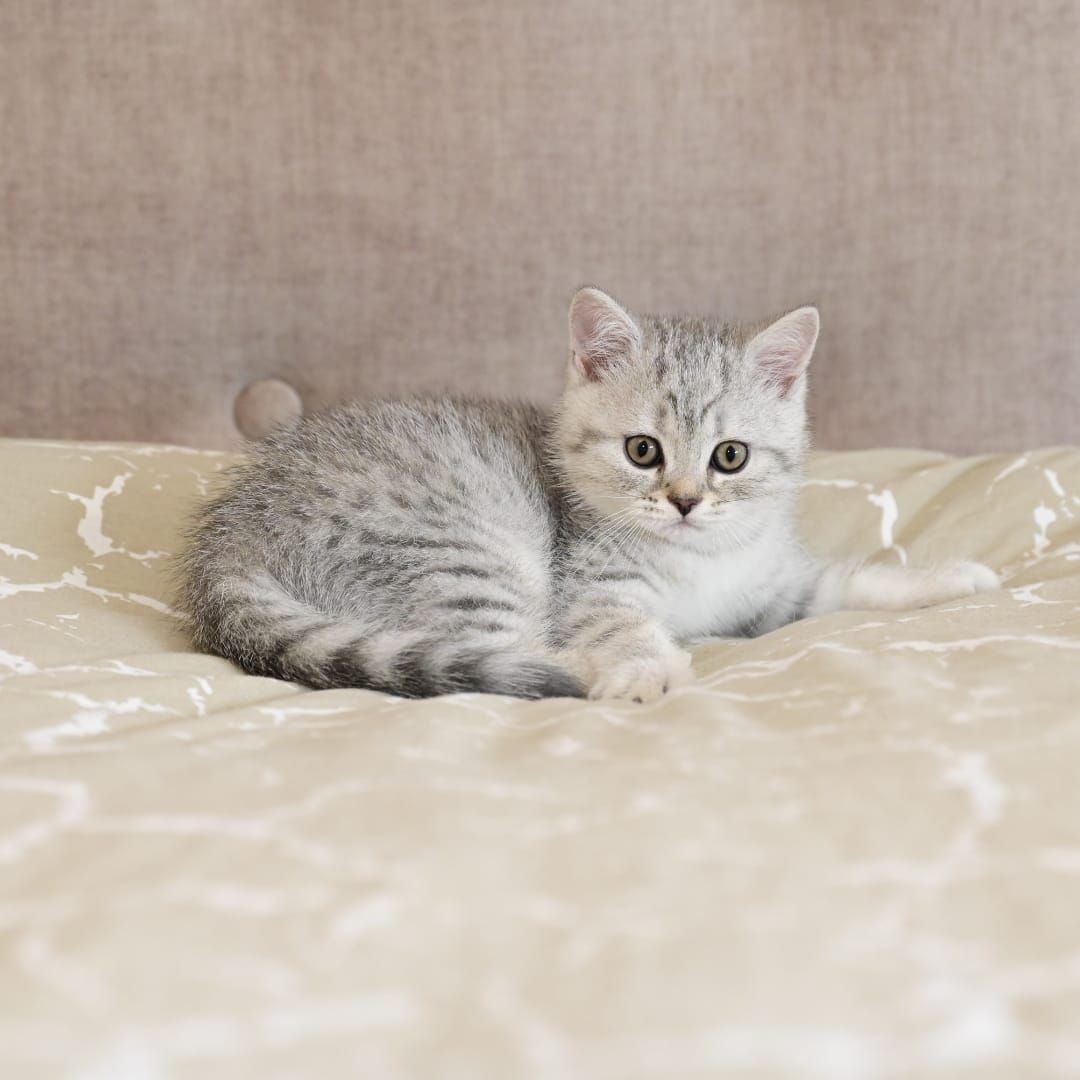 BKH Kitten ABGABEBEREIT