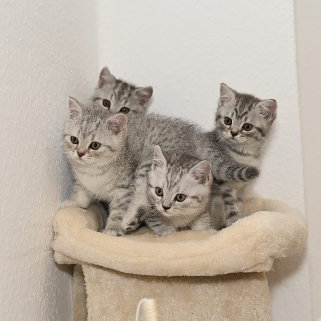 BKH Kitten ABGABEBEREIT