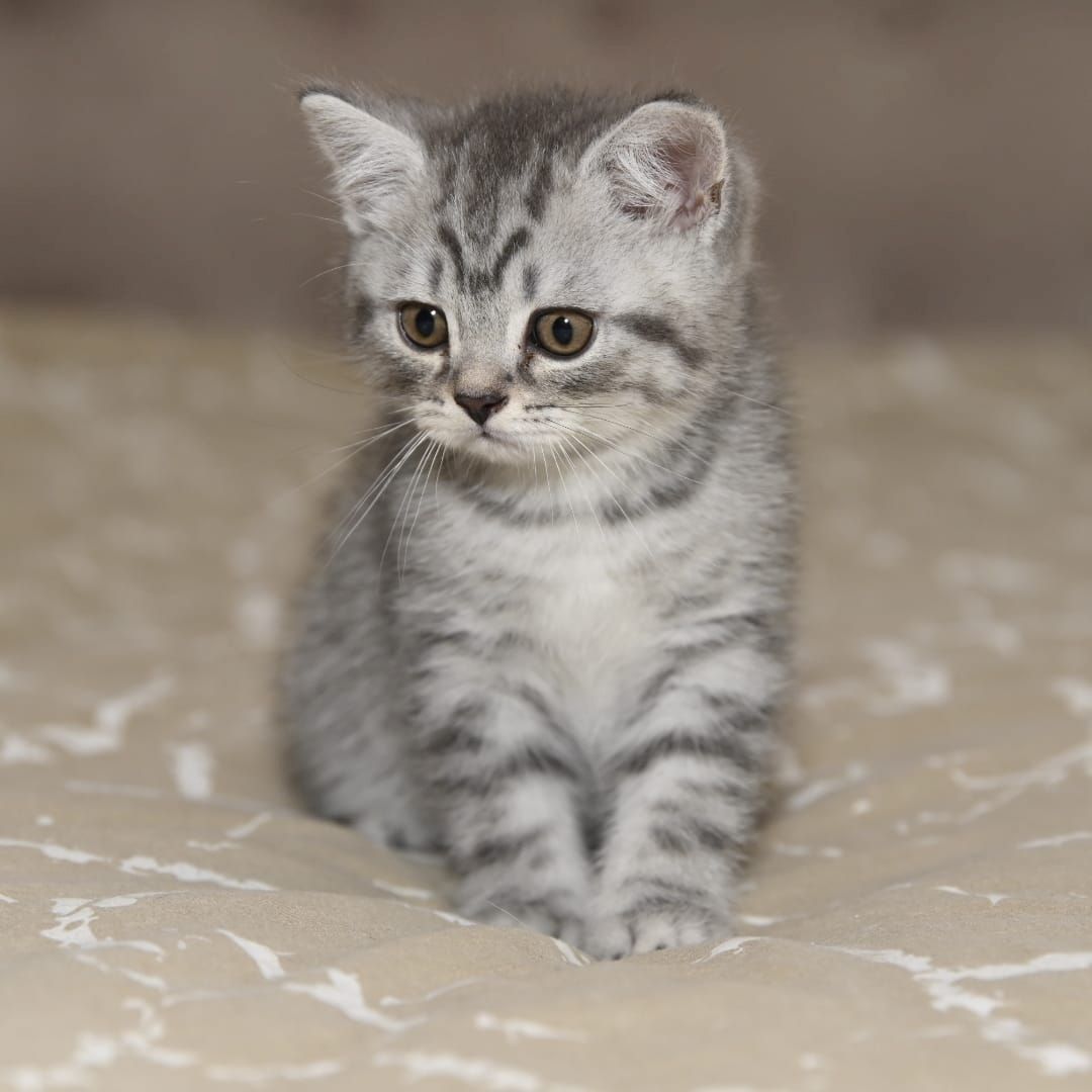 BKH Kitten ABGABEBEREIT