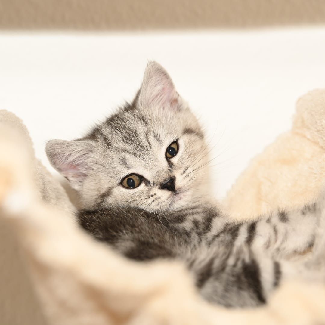 BKH Kitten ABGABEBEREIT