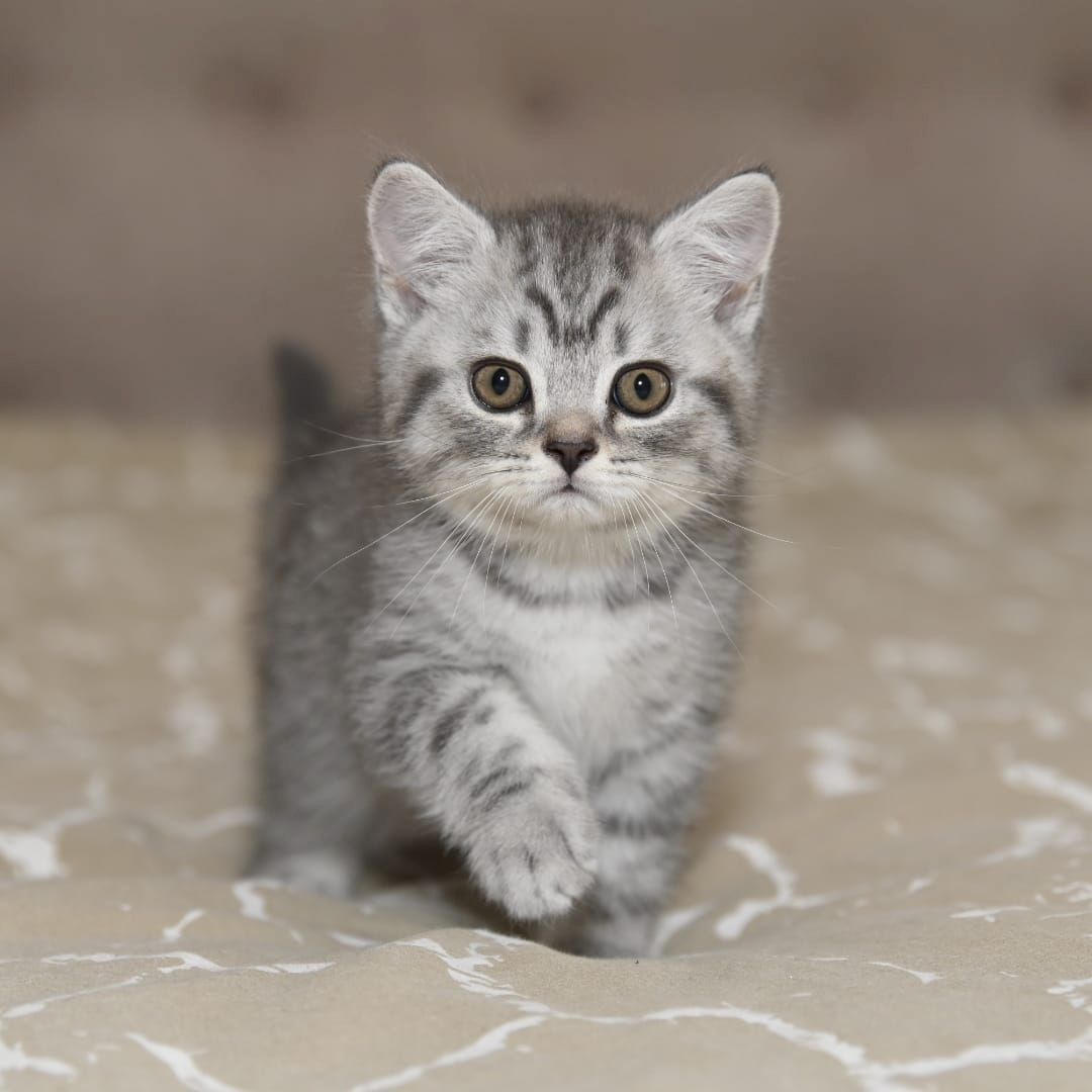 BKH Kitten ABGABEBEREIT