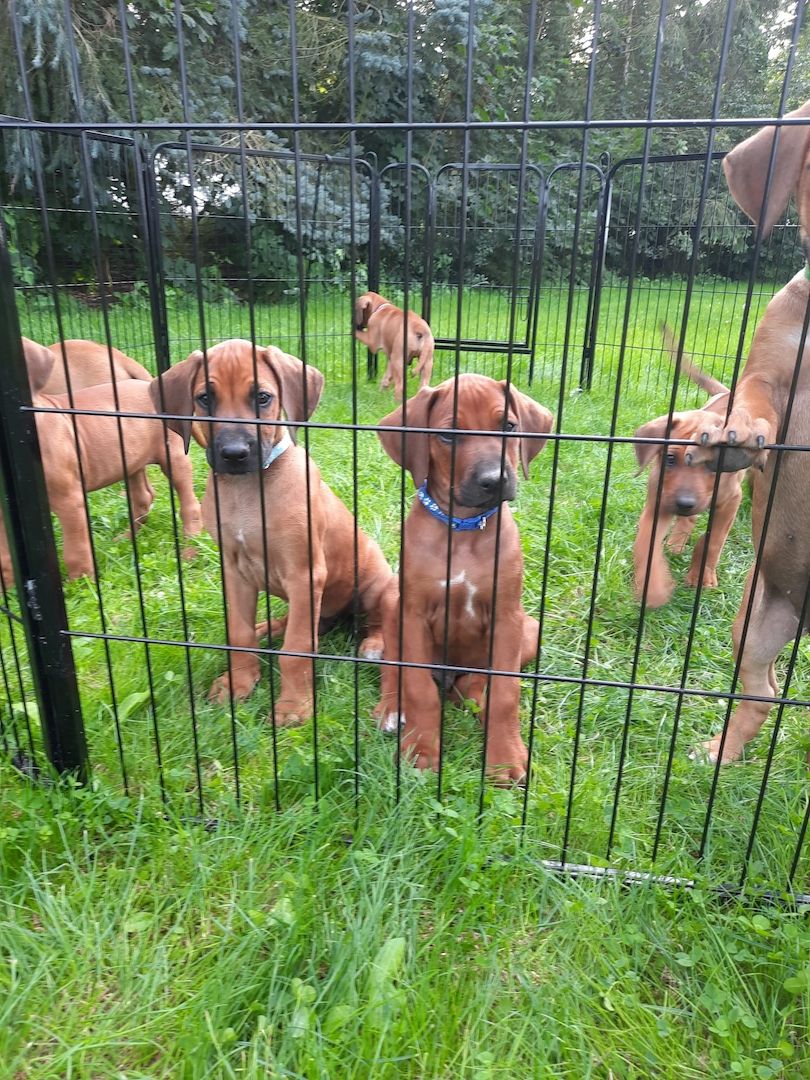 Rhodesian Ridgback Welpen