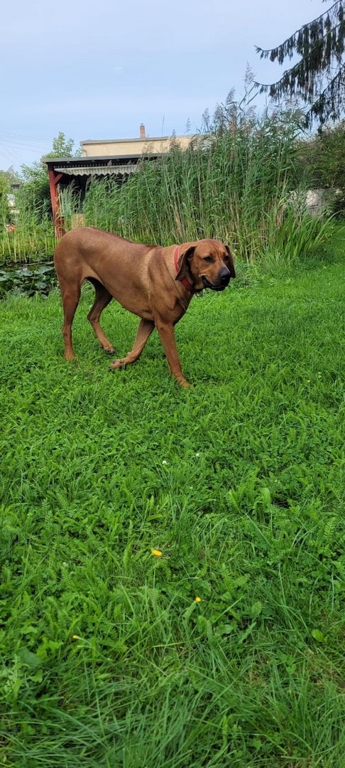 Rhodesian Ridgback Welpen