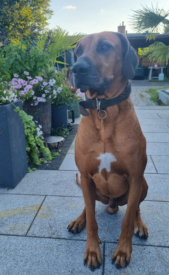 Rhodesian Ridgback Welpen