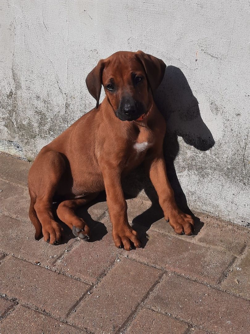 Rhodesian Ridgback Welpen