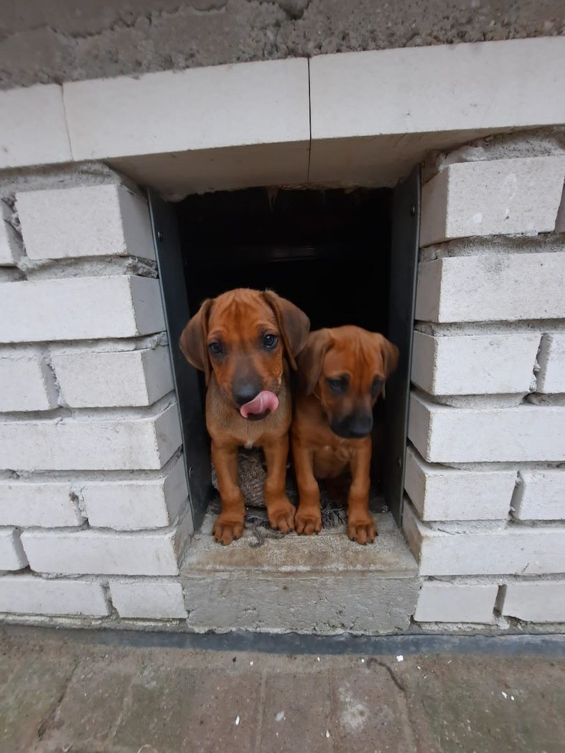 Rhodesian Ridgback Welpen