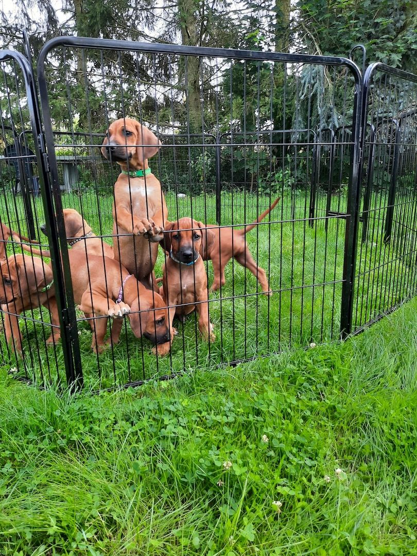 Rhodesian Ridgback Welpen