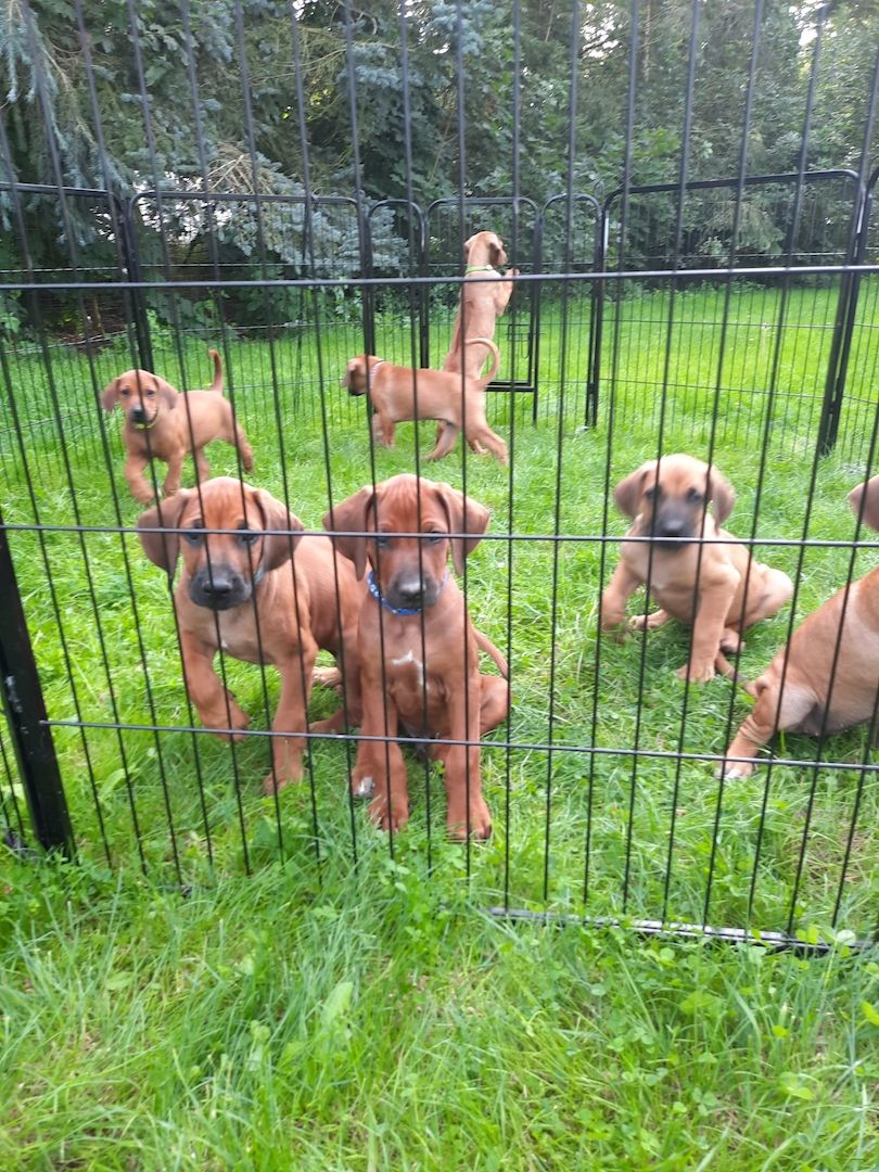 Rhodesian Ridgback Welpen