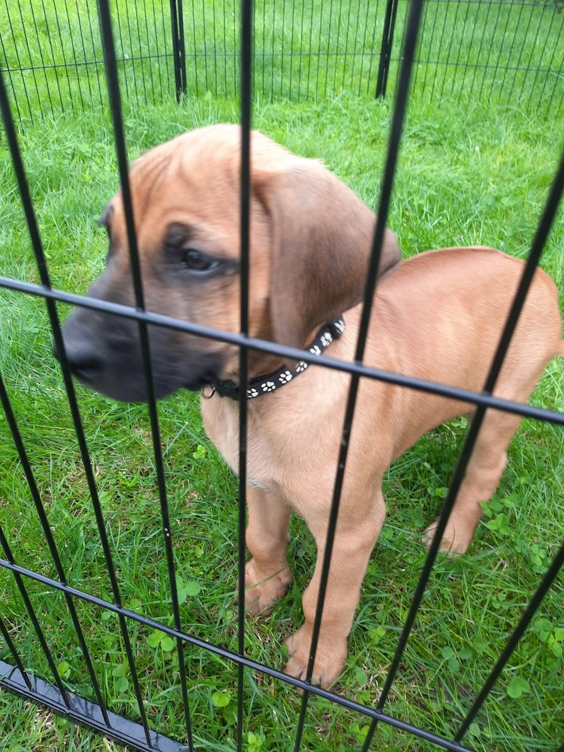 Rhodesian Ridgback Welpen