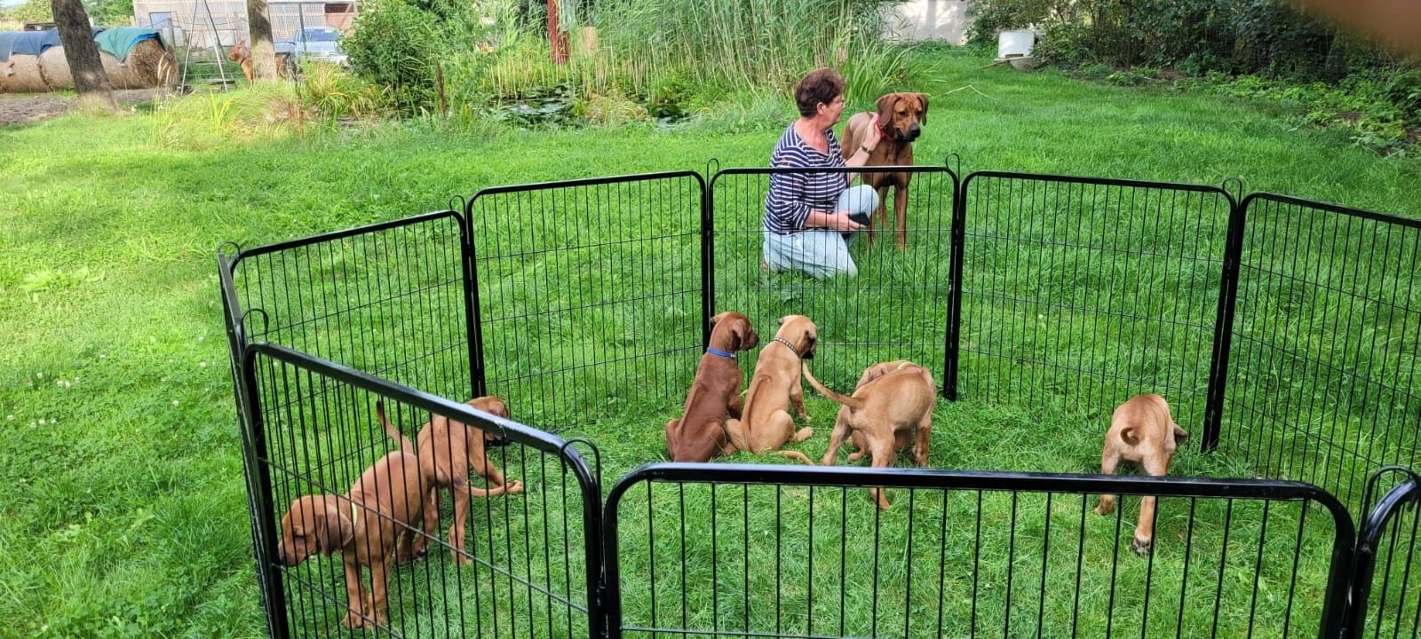 Rhodesian Ridgback Welpen