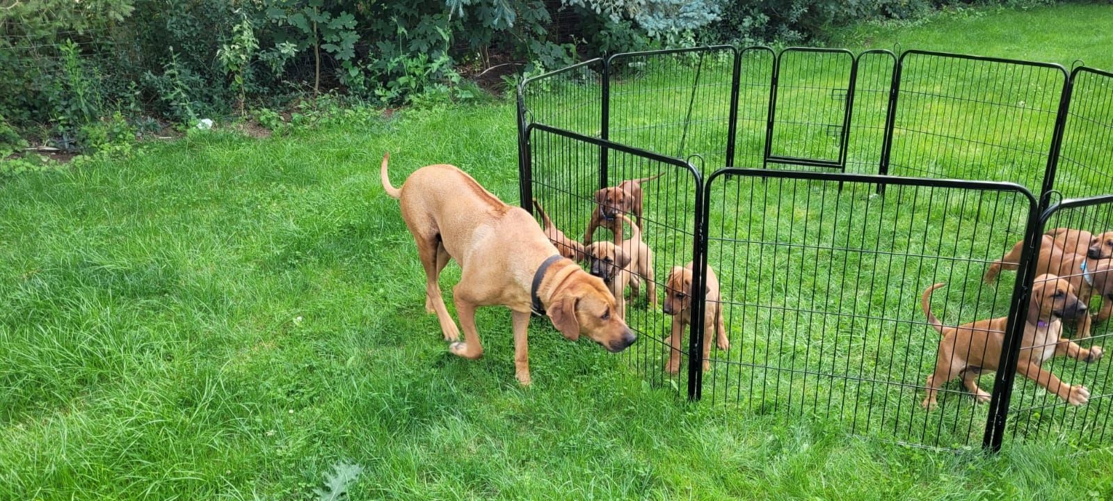 Rhodesian Ridgback Welpen