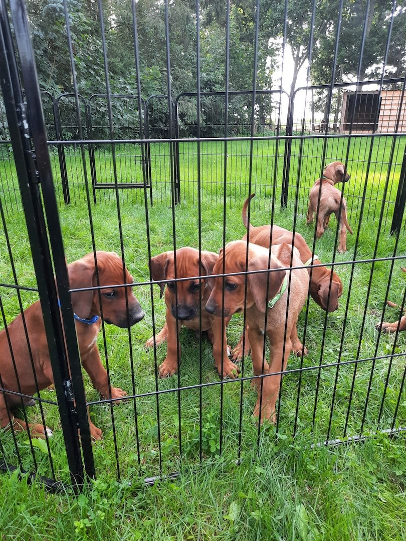 Rhodesian Ridgback Welpen