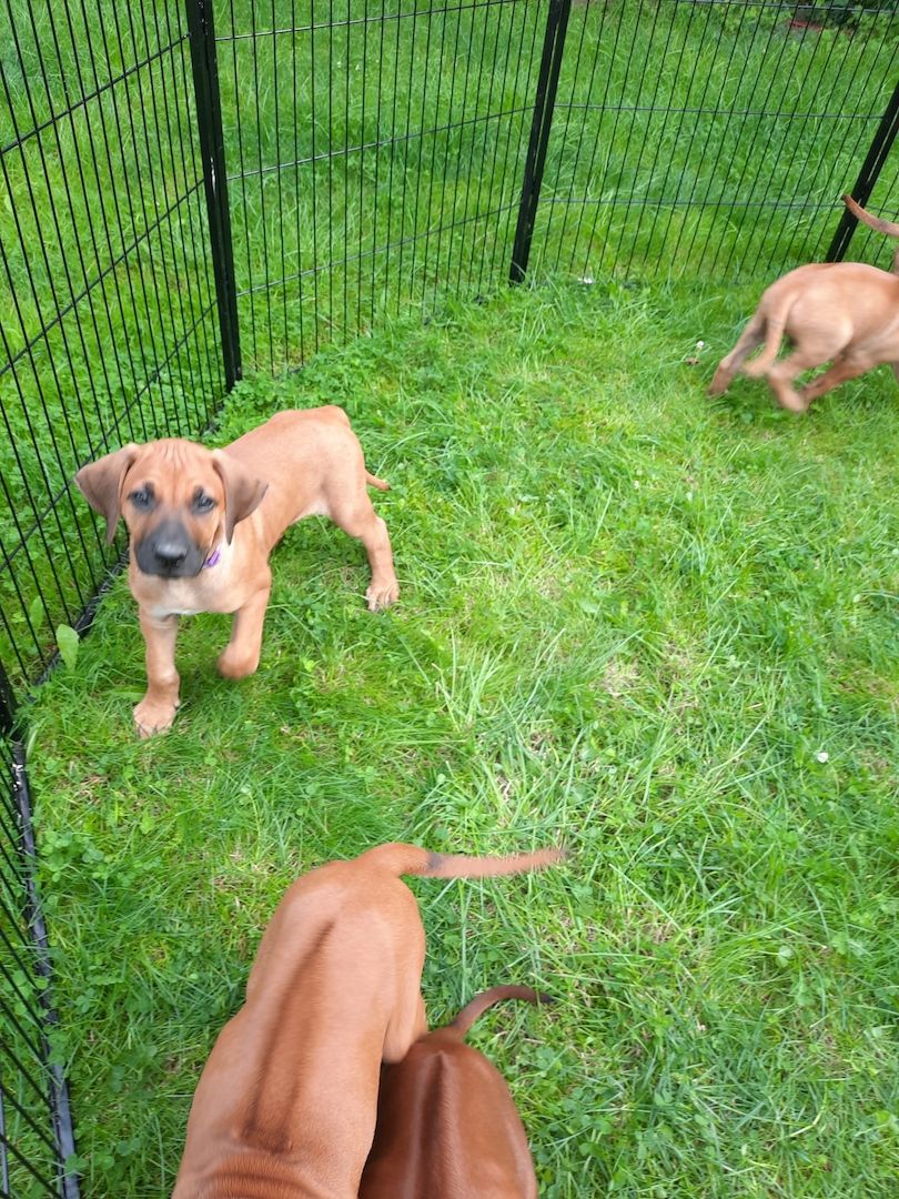 Rhodesian Ridgback Welpen