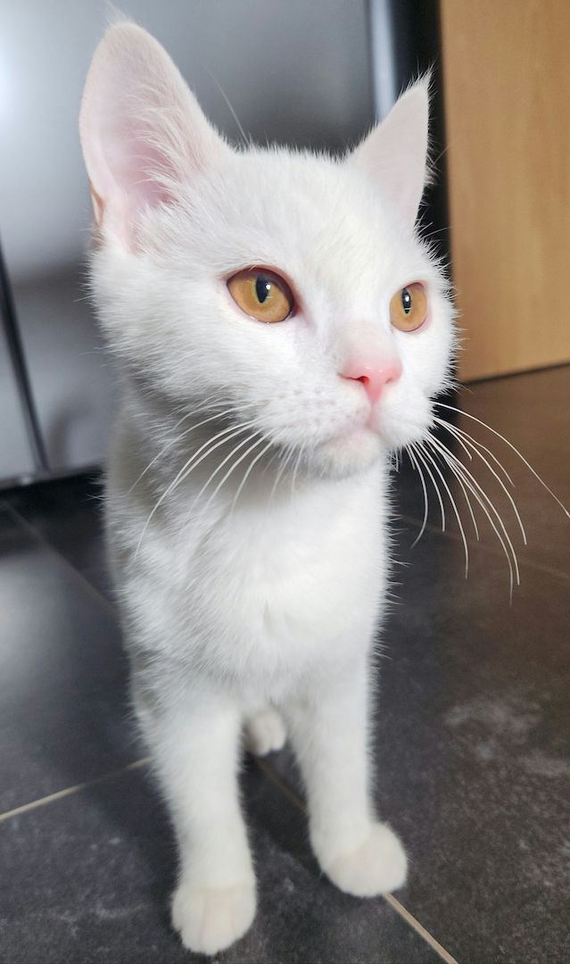 Reinrassige BKH Jungs suchen noch