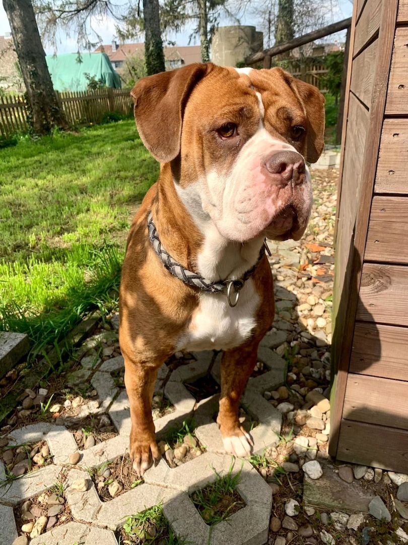 OEB-Boxer-Mix OEB-Boxer-Mix