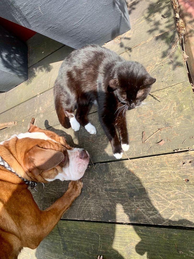 OEB-Boxer-Mix OEB-Boxer-Mix