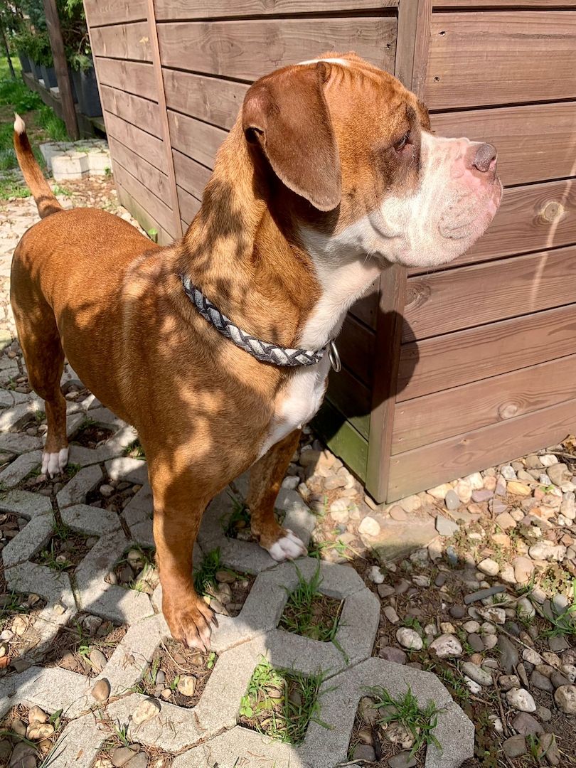 OEB-Boxer-Mix OEB-Boxer-Mix