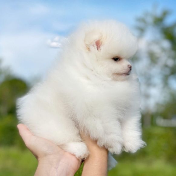 MINI Pomeranian Zwergspitz-Welpen