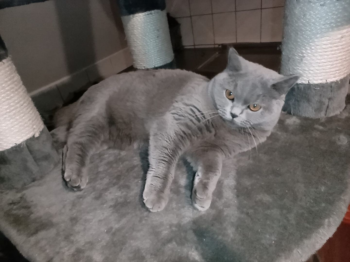 Reinrassige, junge BKH-Dame sucht neues Zuhause