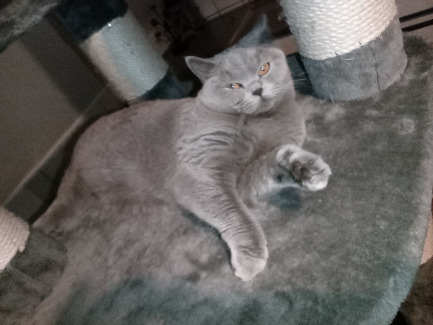 Reinrassige, junge BKH-Dame sucht neues Zuhause